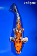 10.75" GINRIN KUJAKU