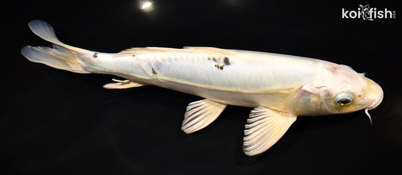 12" DOITSU GIN SHIRO BEKKO