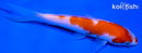 5.25" KOHAKU