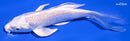 5.25" PLATINUM OGON BUTTERFLY