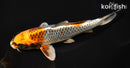 7.25" BENI GINGA