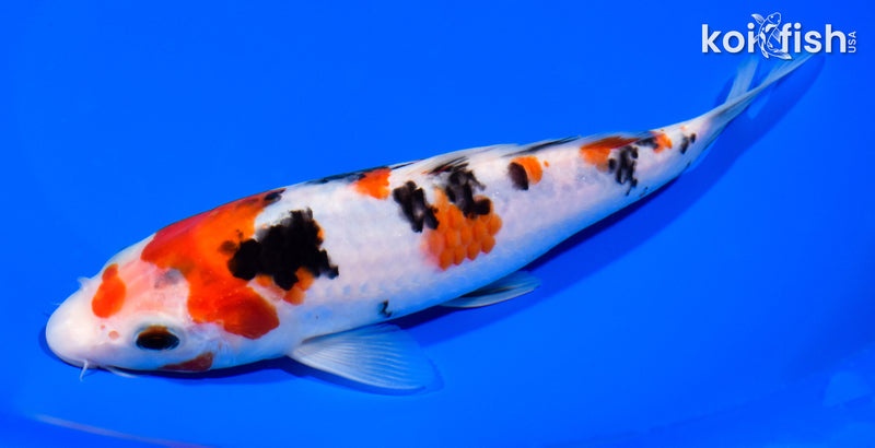 7.75" SANKE