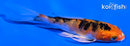 4" YAMATO NISHIKI BUTTERFLY