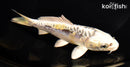 6.25" KIN KIKOKURYU