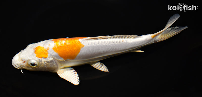 9" KIKUSUI