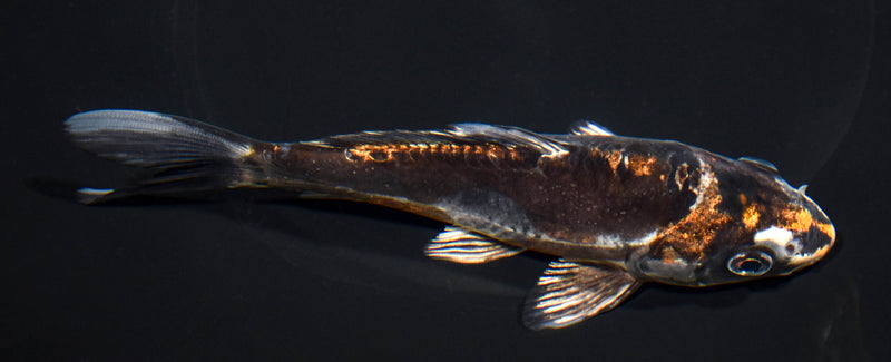 6" BENI KIKOKURYU