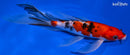 8" SANKE BUTTERFLY