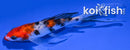 4.75" KUCHIBENI SANKE BUTTERFLY