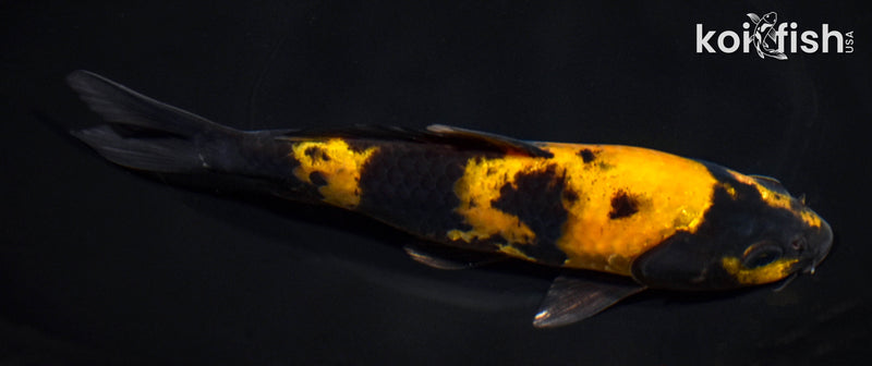 7.5" KI UTSURI