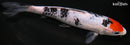 8.25" DOITSU TANCHO SANKE