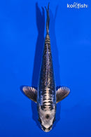 6.25" KIKOKURYU