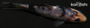 4" SHIRO UTSURI