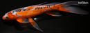 10.5" HI SHUSUI BUTTERFLY