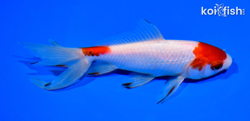 5.75" WATONAI GOLDFISH