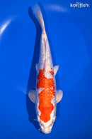 9.75" GINRIN HARIWAKE