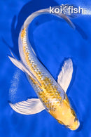 8.25" GINRIN KUJAKU BUTTERFLY