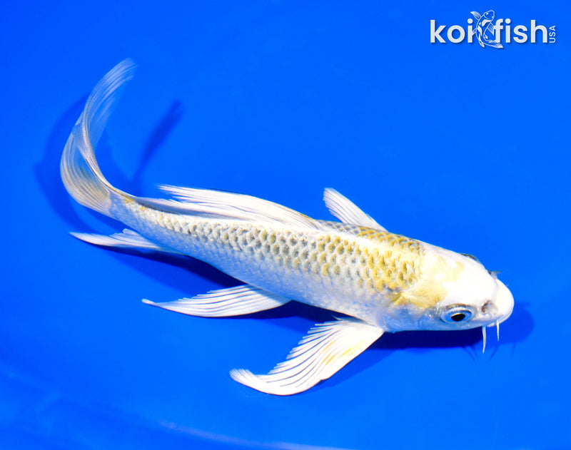 7" KUJAKU BUTTERFLY