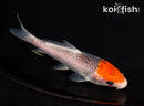 5" TANCHO GOSHIKI