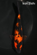 6" GINRIN KIN HI UTSURI