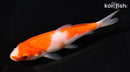 5.75" KOHAKU