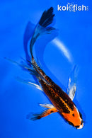 5" GINRIN KUJAKU BUTTERFLY