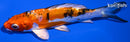 5.5" HEISEI NISHIKI