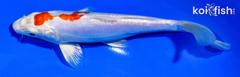 7" KIKUSUI