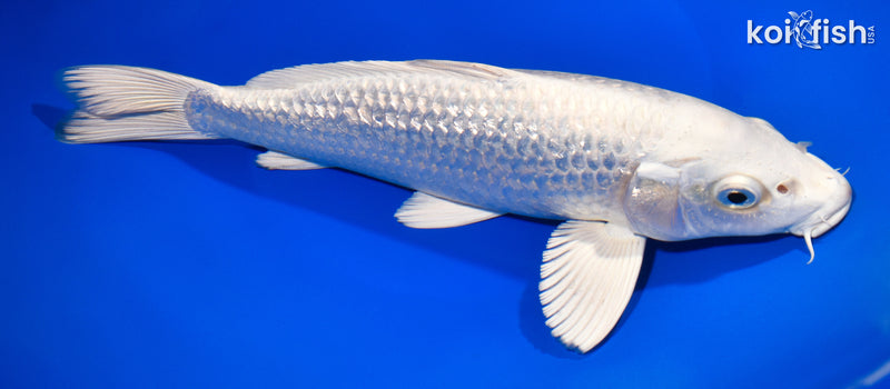 10.25" GINRIN PLATINUM OGON