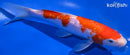 7.75" GINRIN KOHAKU
