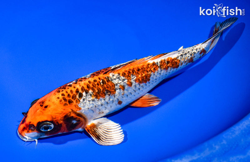 10.75" GINRIN KUJAKU
