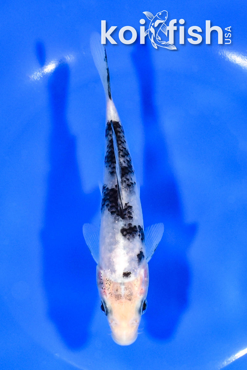 5.25" SHIRO UTSURI