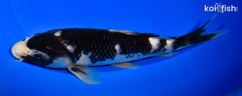 8.5" MATSUKAWABAKE