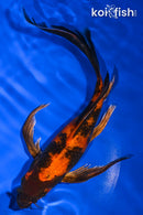 8.75" KIN HI UTSURI BUTTERFLY