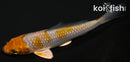4.25" METALLIC OCHIBA SHIGURE