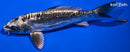 6.25" KIKOKURYU