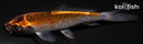 4.5" BENI GINGA