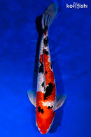 12.25" GINRIN SANKE