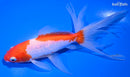 6.5" WATONAI GOLDFISH
