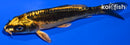 4.5" KIN KIKOKURYU