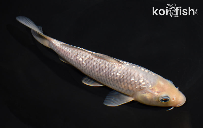 7.25" GINRIN SOROGOI