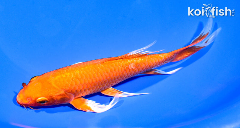7.25" ORENJI OGON BUTTERFLY