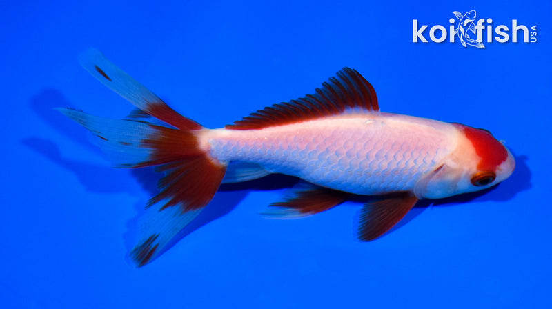 5.25" WATONAI WAKIN GOLDFISH