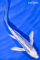 5.75" GINRIN KIKOKURYU BUTTERFLY