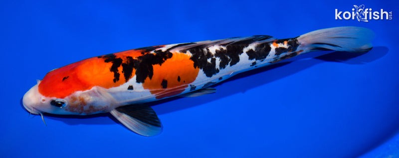 11.5" DOITSU SANKE