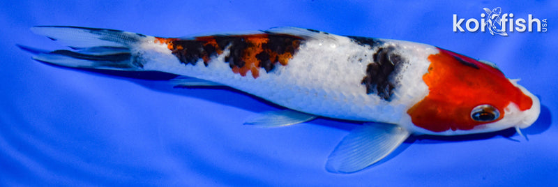 6" SANKE