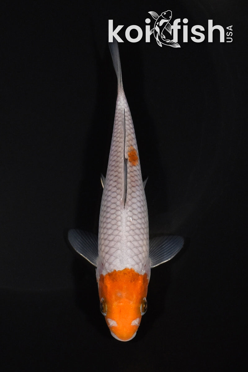 5.25" MARUTEN OCHIBA SHIGURE