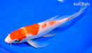 9.75" KOHAKU BUTTERFLY