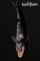4" SHIRO UTSURI
