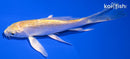 4.75" GINRIN YAMABUKI OGON BUTTERFLY