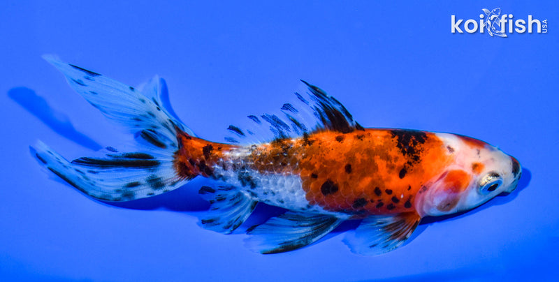 5.25" WAKIN GOLDFISH